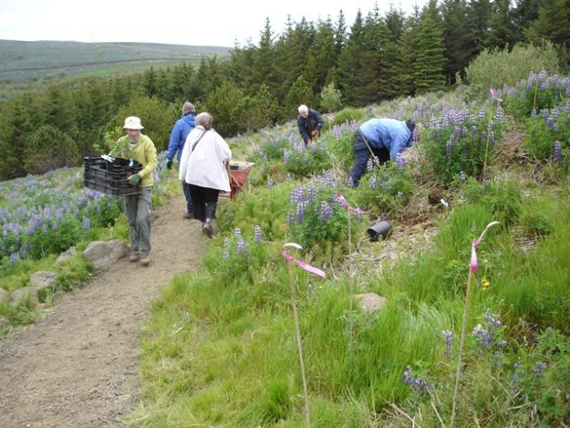 Grodursetning-i-Rosagardinum