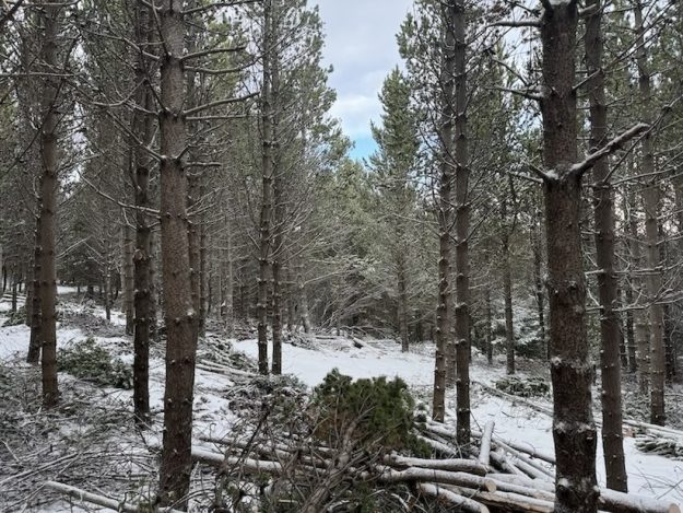 Selhöfði. Feb, 2025.