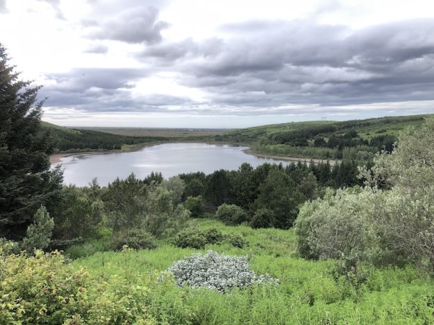 Höfðaskógur. Ágúst 2024.