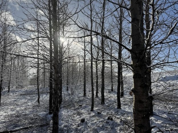 Asparskógurinn v Stórhöfða. Feb 2025.